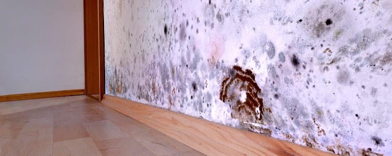 mold on wall