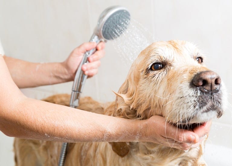 dog getting a bath