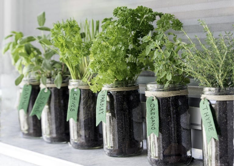 cooking herbs