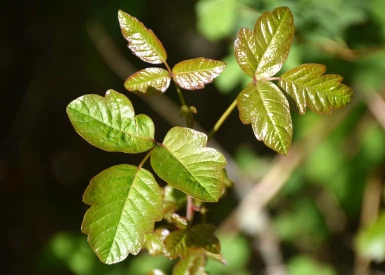 poison oak