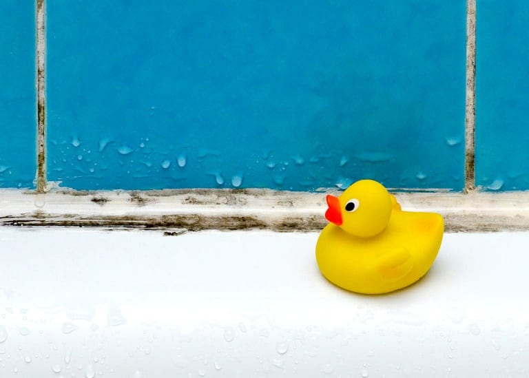 duck and mold