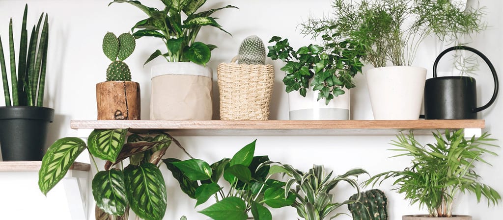 row of different shaped potted plants on a wood shelf.