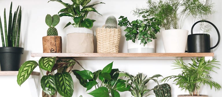 row of different shaped potted plants on a wood shelf.