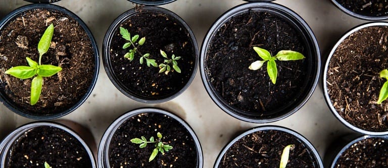 vegetable gardening