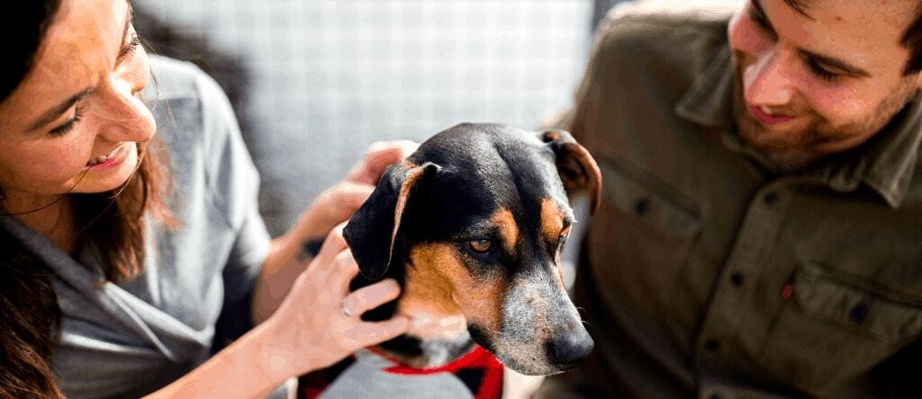 what happens to pets during eviction during covid