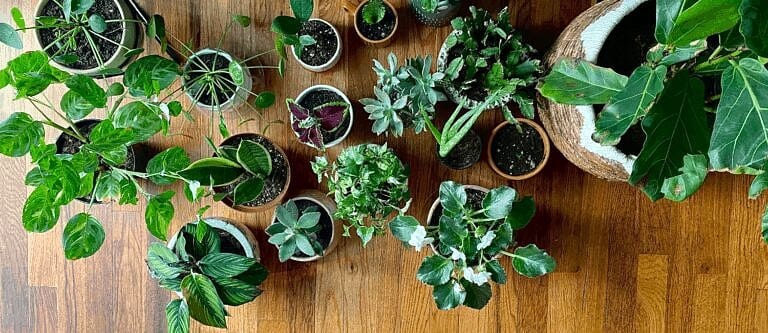 best plants for bathroom
