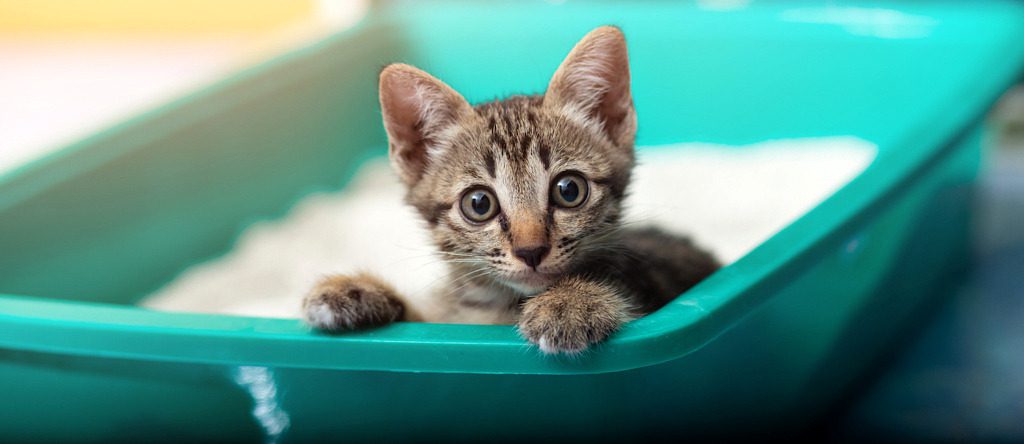easy ways to clean a litter box