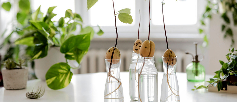 Avocado plant from seeds