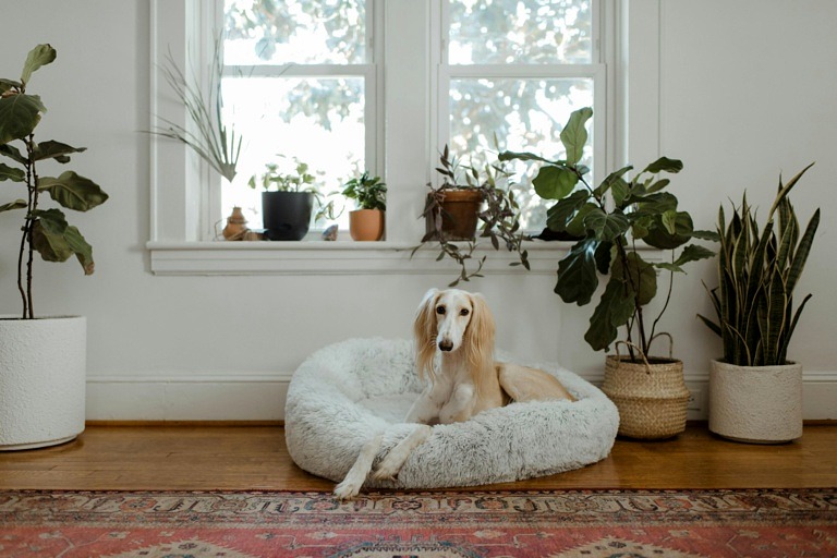 Dog laying in their bed besides houseplants