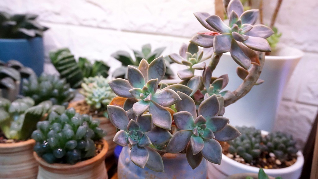 Succulents