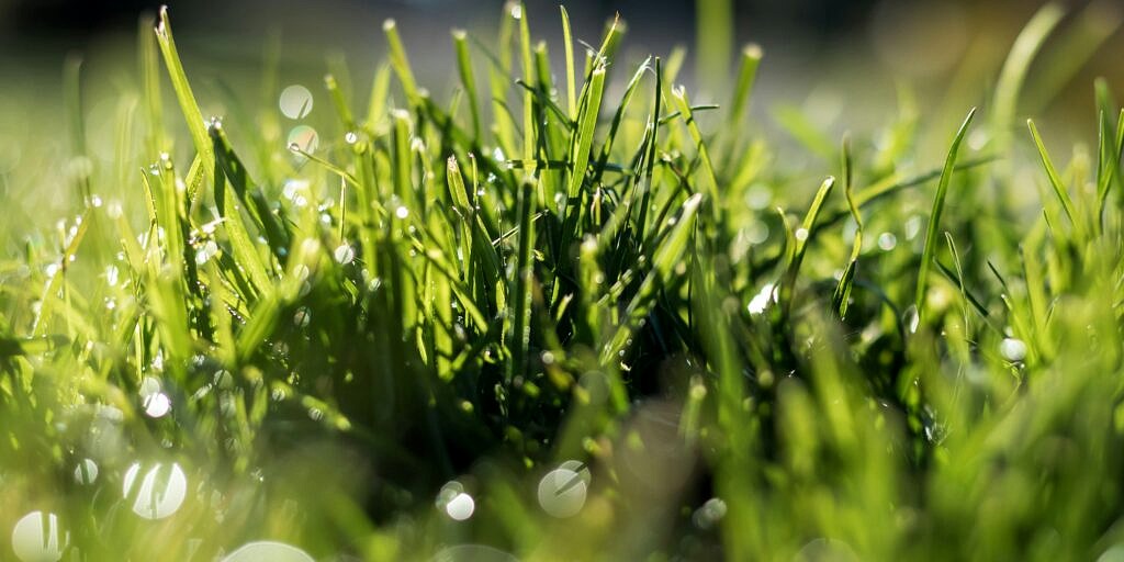 effective winter weeds control