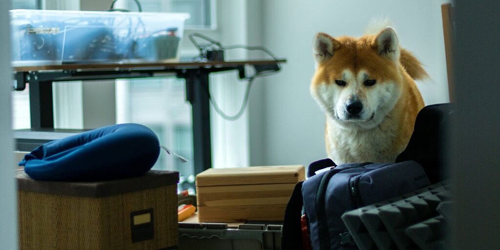 dog with moving boxes